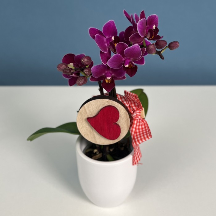 Орхидея Фаленопсис мини фиолетовый