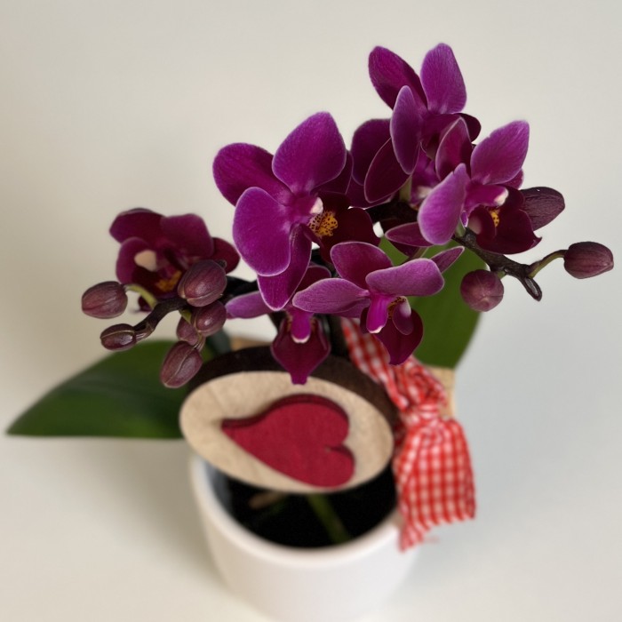 Орхидея Фаленопсис мини фиолетовый