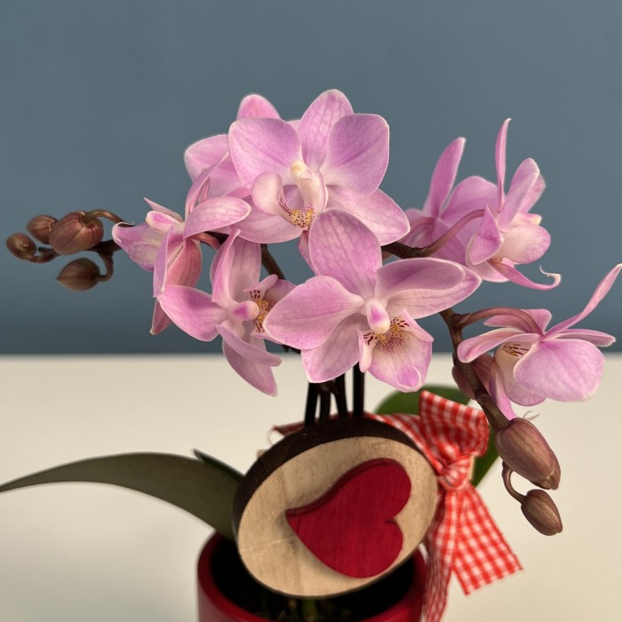 Орхидея Фаленопсис мини белый с сиреневым