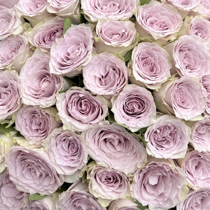 101 сиреневая роза 40 см