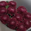 11 бордово-фиолетовых хризантем