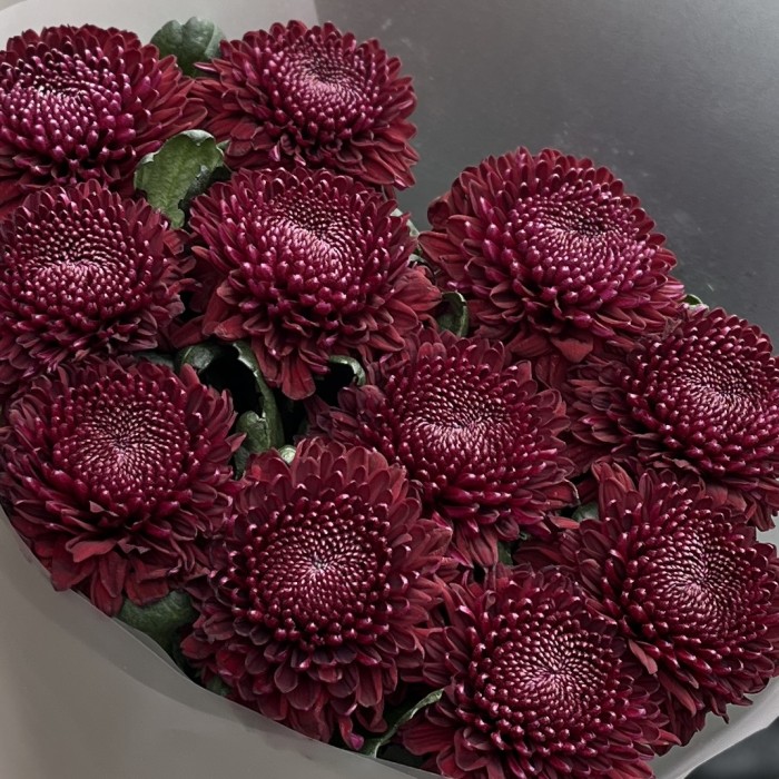11 бордово-фиолетовых хризантем