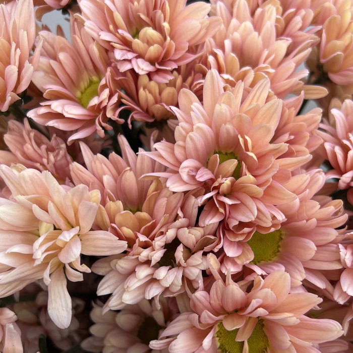 11 персиковых кустовых хризантем Салмон