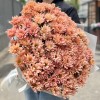 25 кустовых кремовых хризантем Салмон