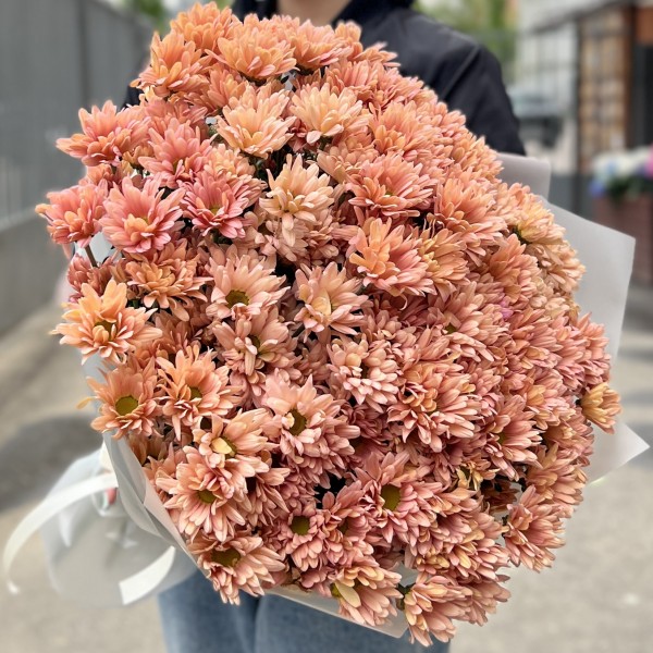 25 кустовых кремовых хризантем Салмон