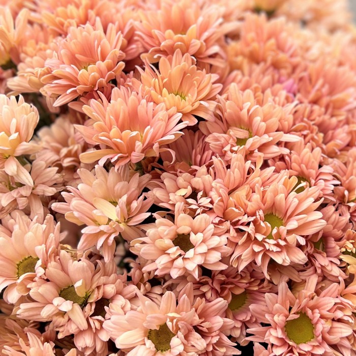 25 кустовых кремовых хризантем Салмон