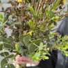 Интерьерный букет из Форзиции и эвкалипта