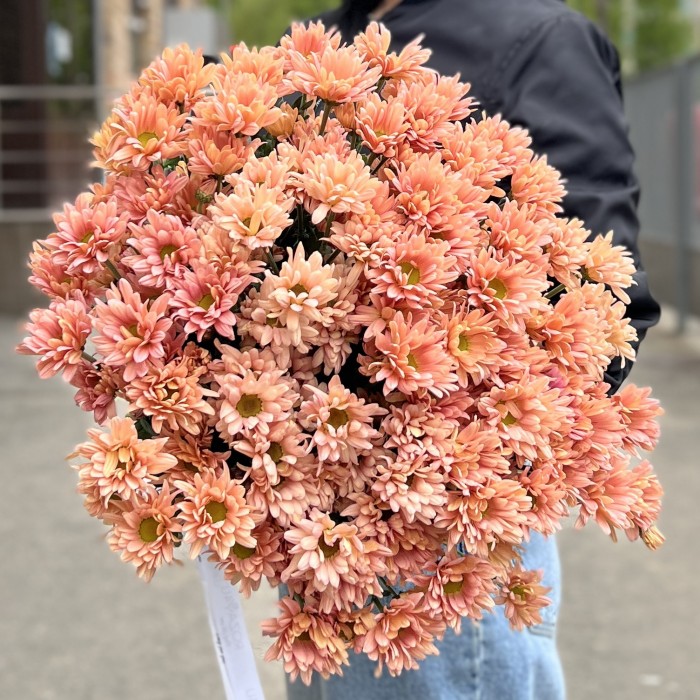 Хризантема кустовая персиковая Салмон