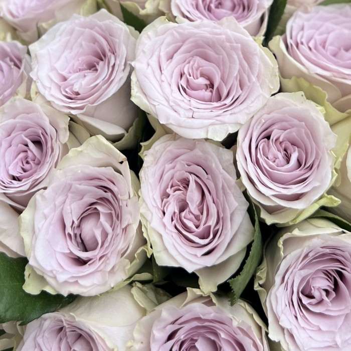 Роза сиреневая Мемори Лейн 40 см