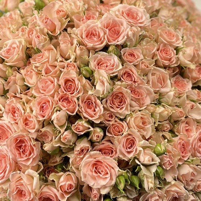 101 кустовая персиковая роза Свит Сара 50 см