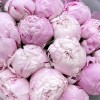 Букет из 15 розовых пионов