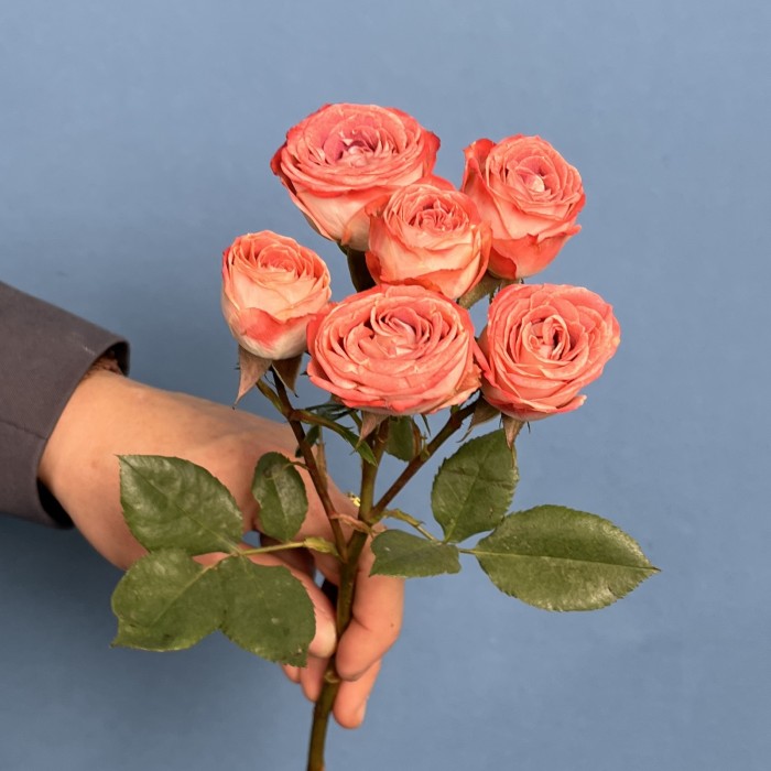 Кустовая Кирпично-белая роза Медия 40 см