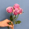 Кустовая роза Перпл скай 50 см