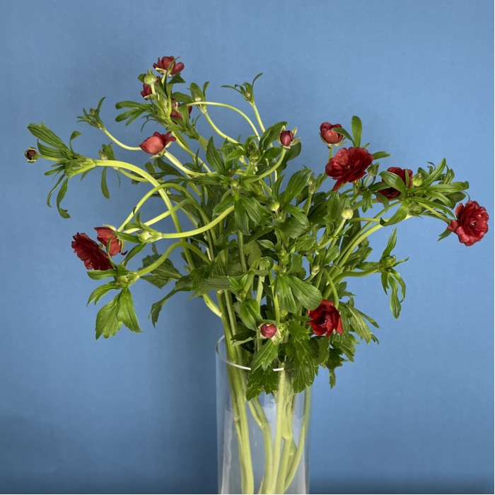 5 красных полевых ранункулюсов