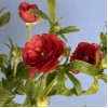 5 красных полевых ранункулюсов