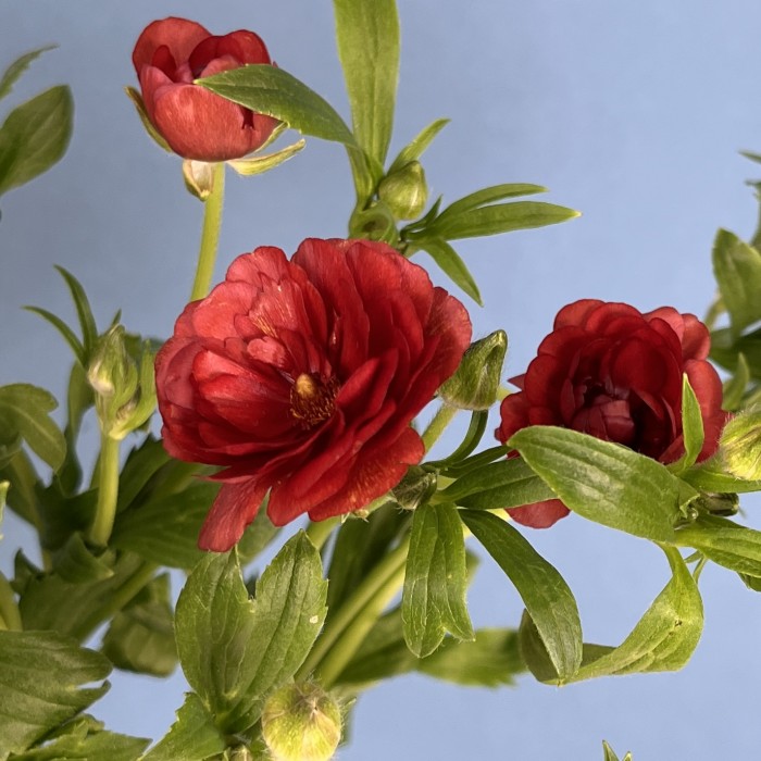 5 красных полевых ранункулюсов