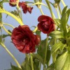 5 красных полевых ранункулюсов
