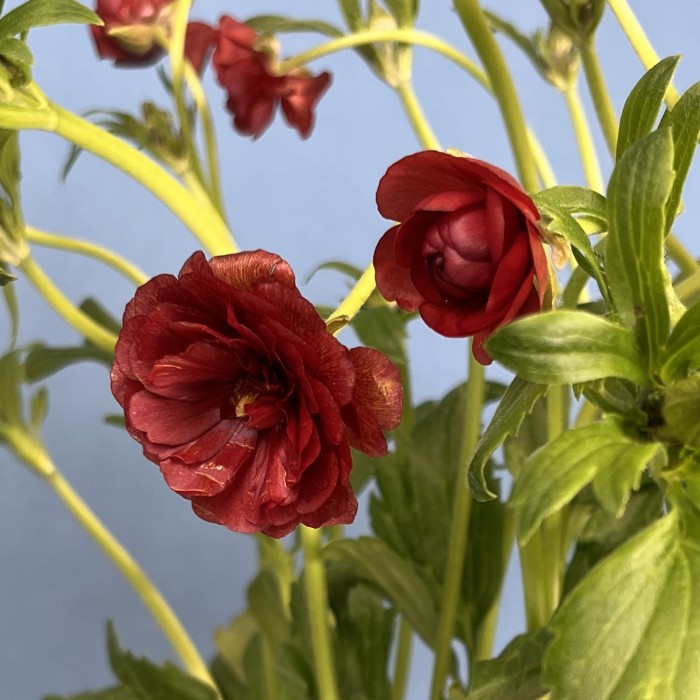 5 красных полевых ранункулюсов