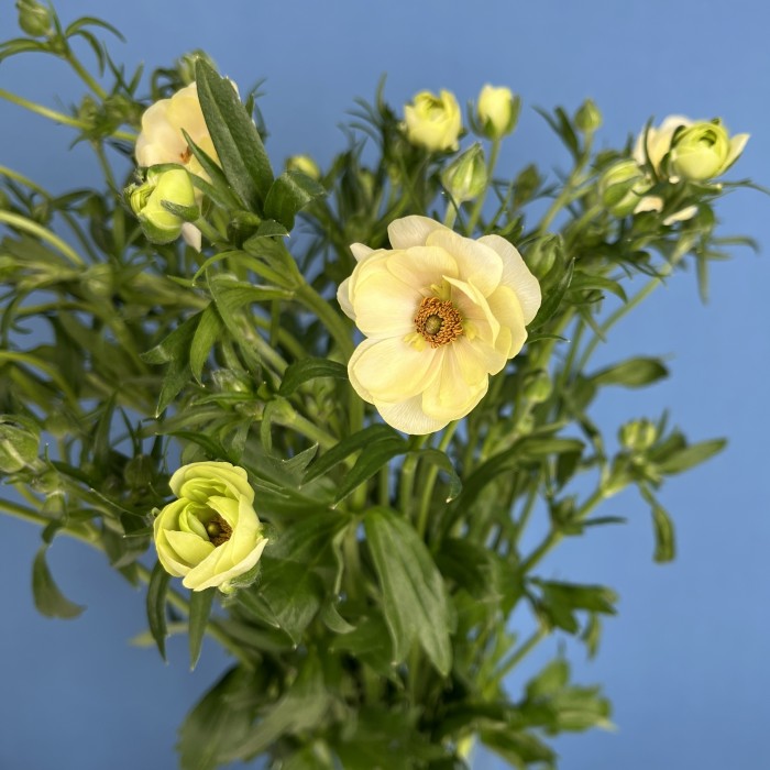 5 желтых полевых ранункулюсов