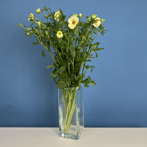 5 желтых полевых ранункулюсов