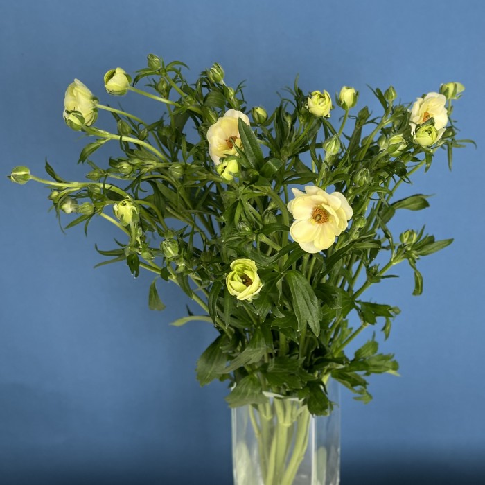 5 желтых полевых ранункулюсов