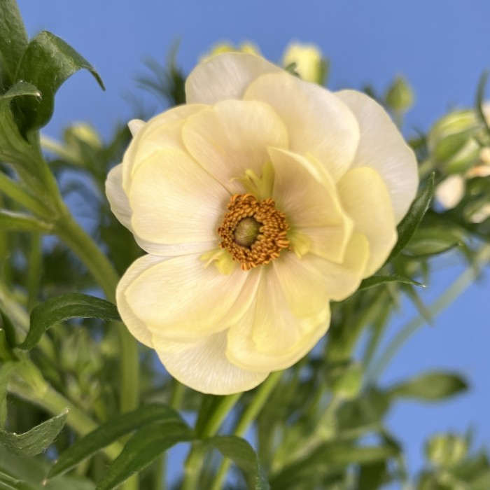 5 желтых полевых ранункулюсов