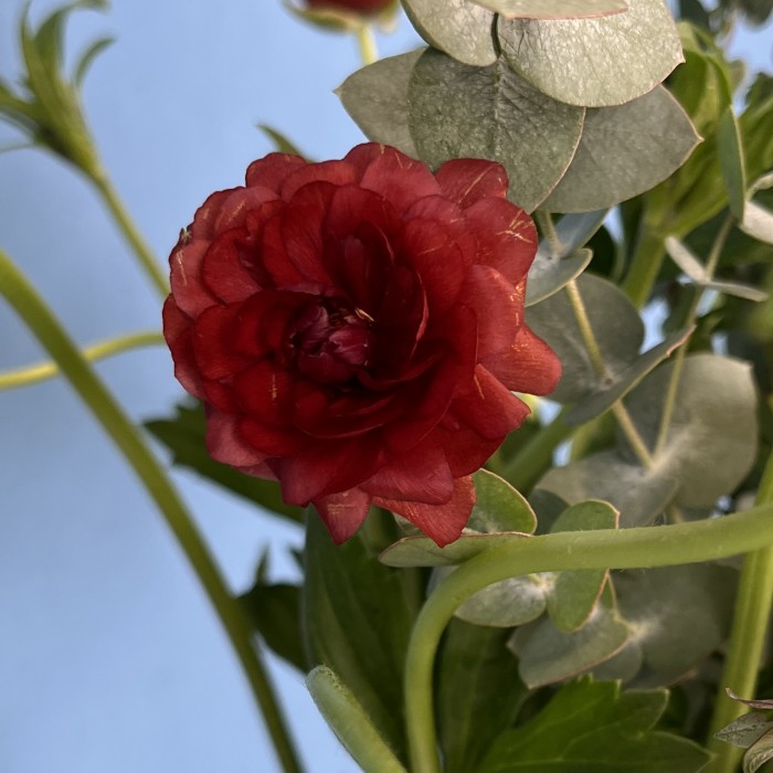 5 красных полевых ранункулюсов с эвкалиптом