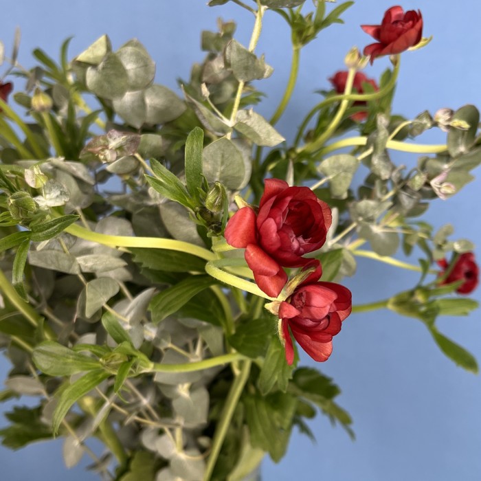 5 красных полевых ранункулюсов с эвкалиптом