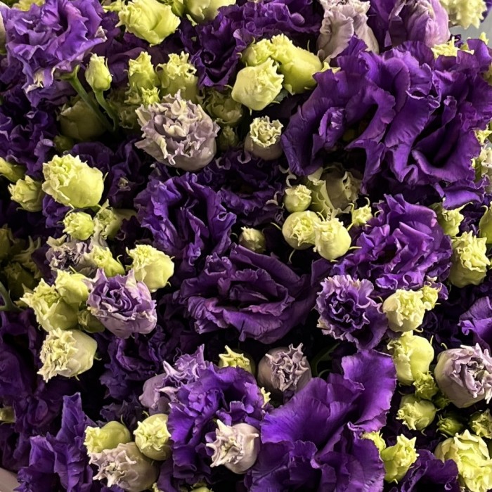 11 фиолетовых махровых эустом