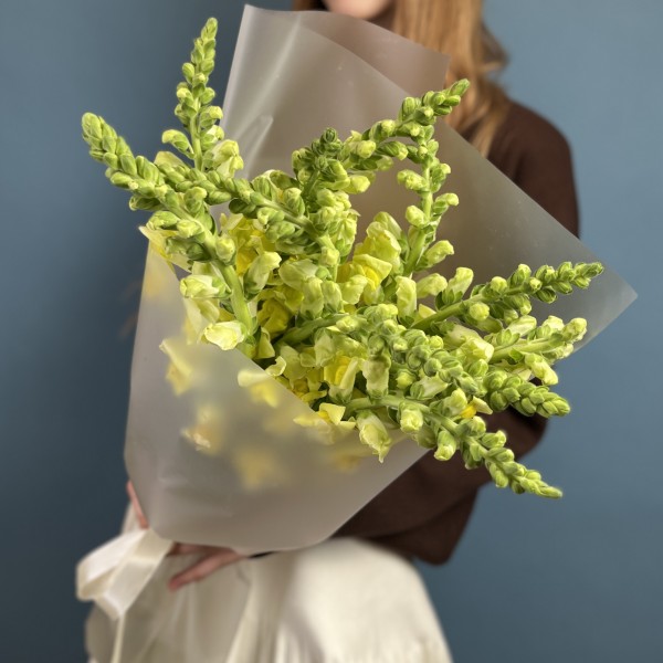 11 желтых антиринумов