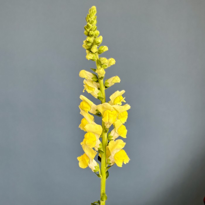 Антиринум желтый