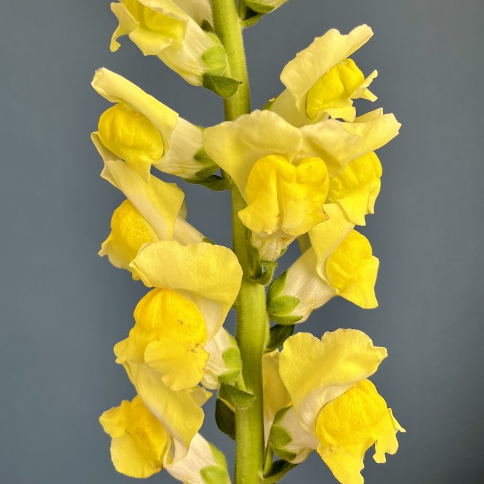 Антиринум желтый