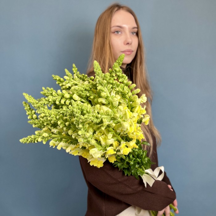 Антиринум желтый