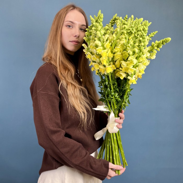 Антиринум желтый