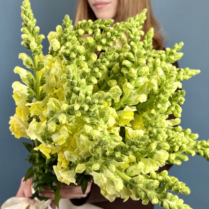 Антиринум желтый