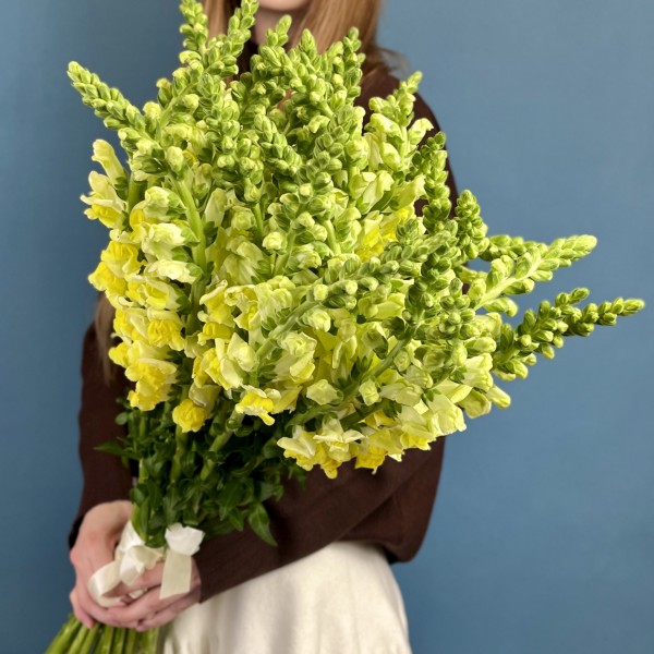 Антиринум желтый