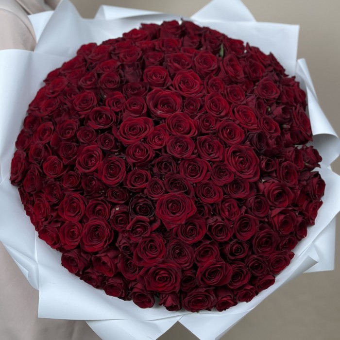 151 красная Роза ред Наоми 50 см