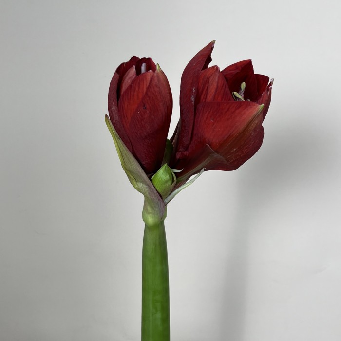 Амариллис красный