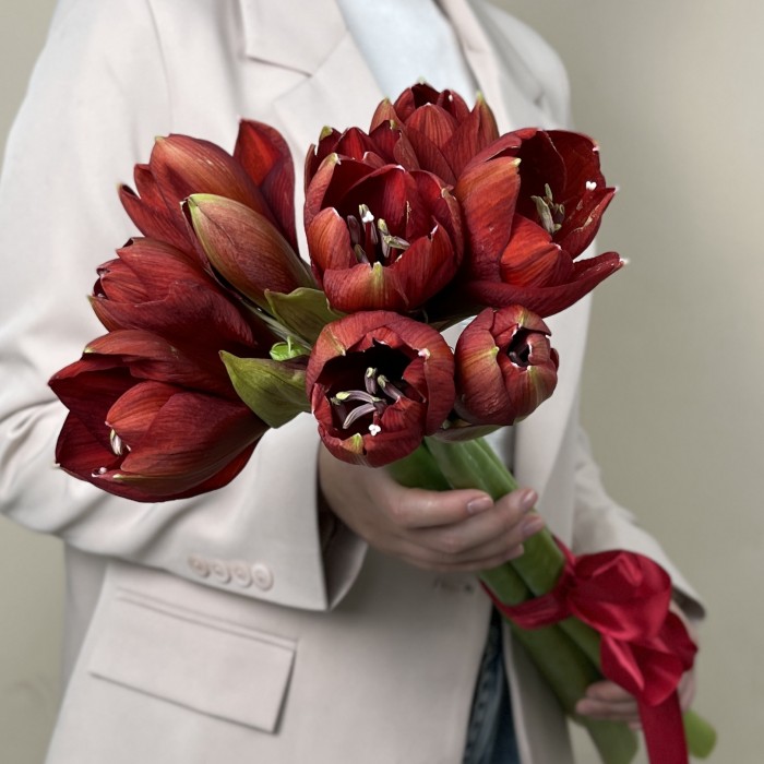 Амариллис красный