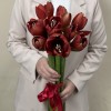 Амариллис красный