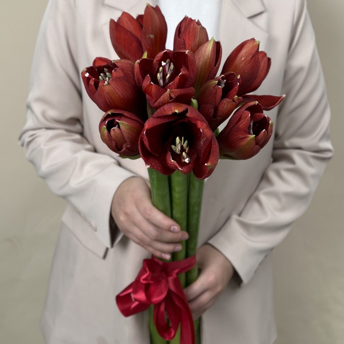 Амариллис красный