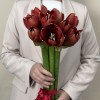 Амариллис красный