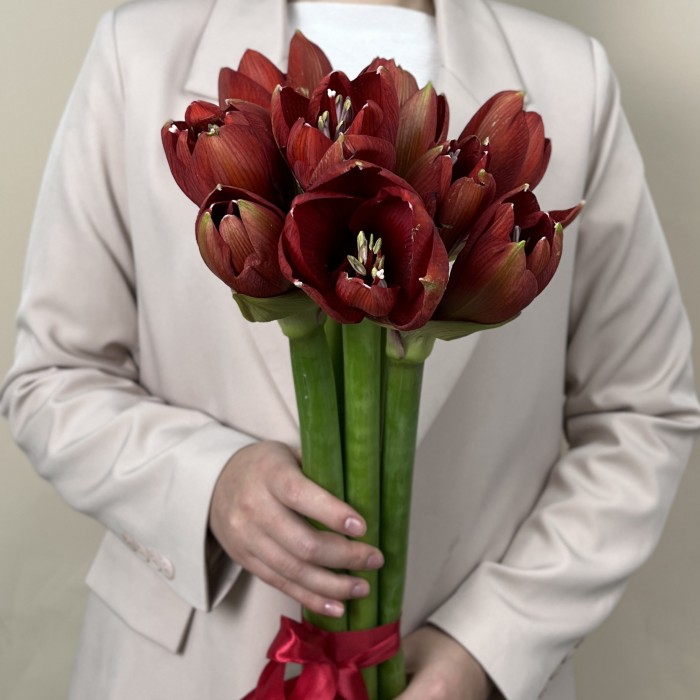 Амариллис красный