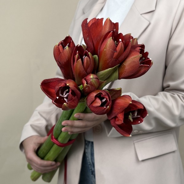 Амариллис красный