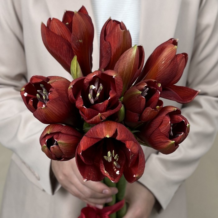 Амариллис красный