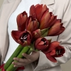 Амариллис красный