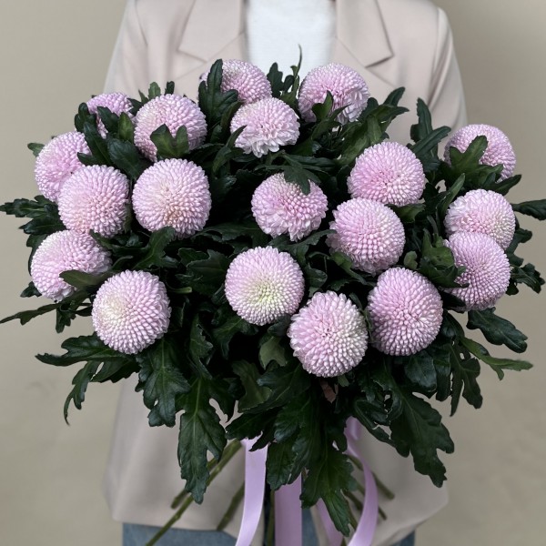 Хризантема розовая помпон