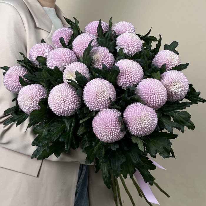 Хризантема розовая помпон