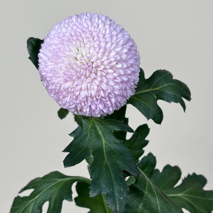 Хризантема розовая помпон