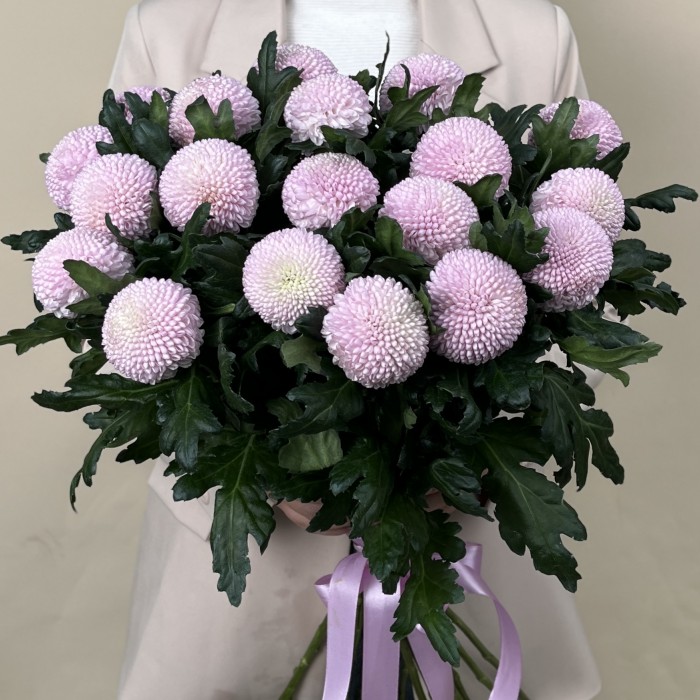 Хризантема розовая помпон